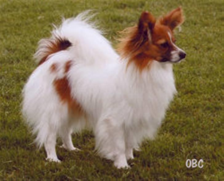 Papillon Thygesminde's Unique - Til Vadum Skue 2006 billede 2