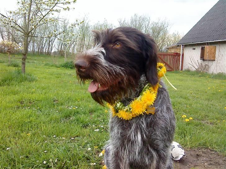 Ruhåret hønsehund † Fister † R.I.P. - "jeg har fået mælke-bøtte-halsbånd på ! <3" billede 10