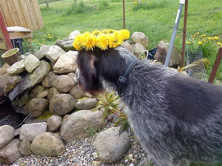 Ruhåret hønsehund † Fister † R.I.P. - "jeg føler mig som en jomfru" billede 11