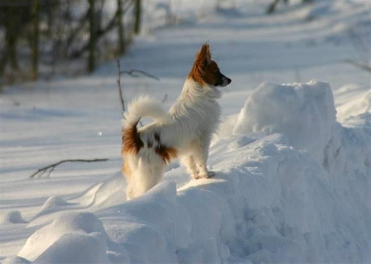 Papillon Thygesminde's Unique billede 5