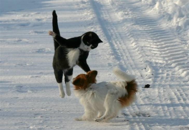 Papillon Thygesminde's Unique billede 6