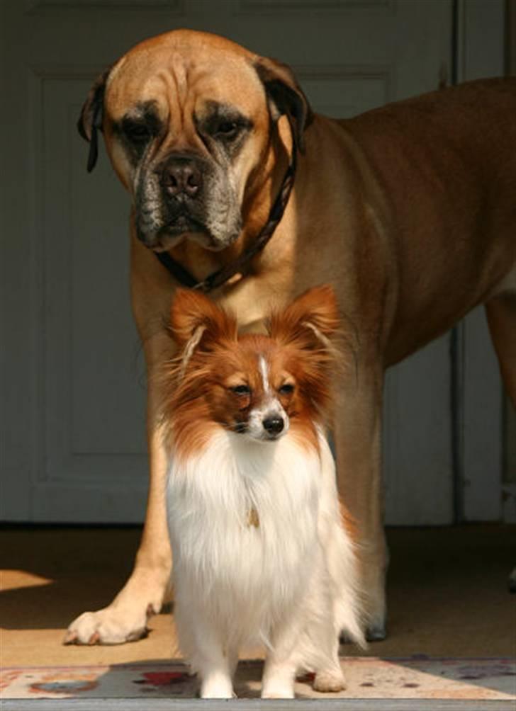 Papillon Thygesminde's Unique - På besøg hos Beastie 2006 billede 7