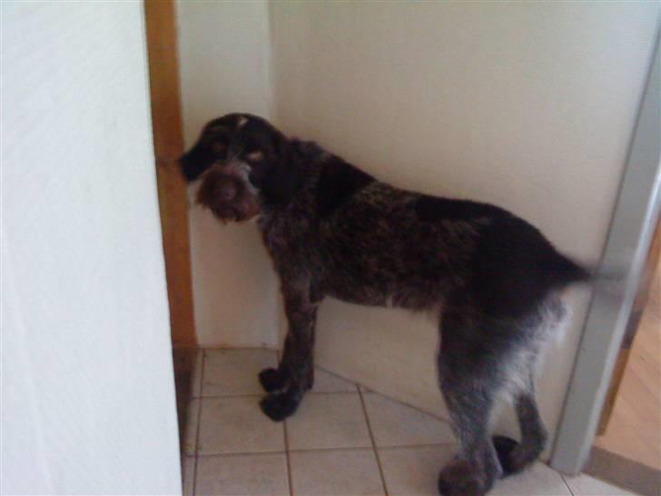 Ruhåret hønsehund † Fister † R.I.P. - "må jeg godt komme ud nu ?" billede 12