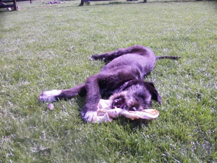 Blanding af racer Coda - Coda leger(;.<3333 billede 9