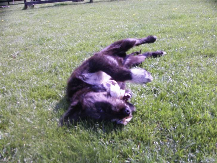 Blanding af racer Coda billede 10