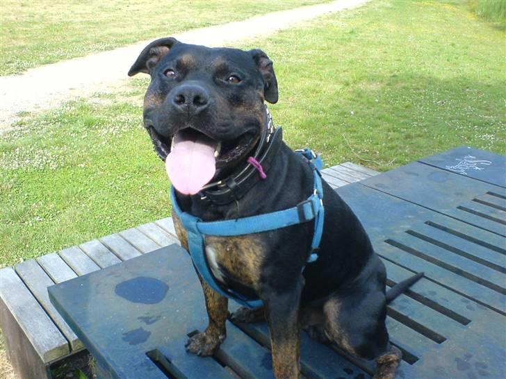 Amerikansk staffordshire terrier THOR billede 18