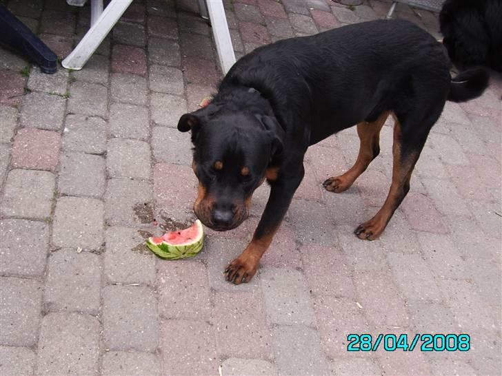 Rottweiler Mozart billede 9