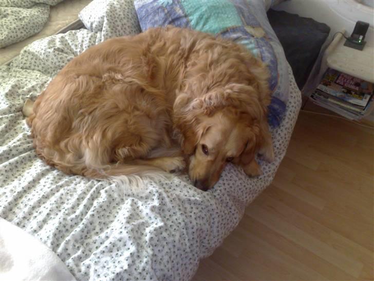 Golden retriever | Zento -  - Zento slapper af :P billede 7