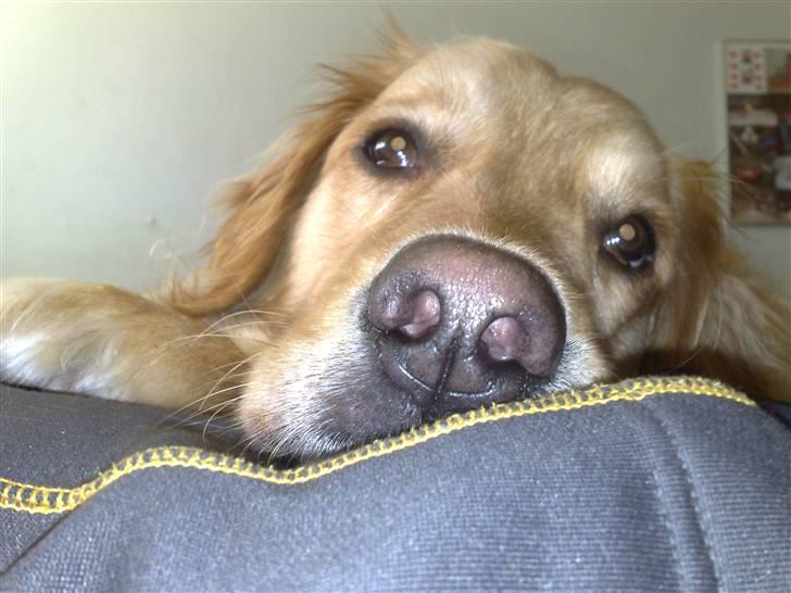 Golden retriever | Zento -  - Tag nu det billede!! Jeg er træt.. :P billede 8