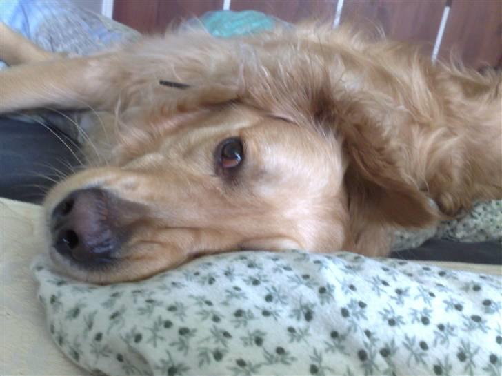 Golden retriever | Zento -  - Nu er jeg træt igen :P billede 10