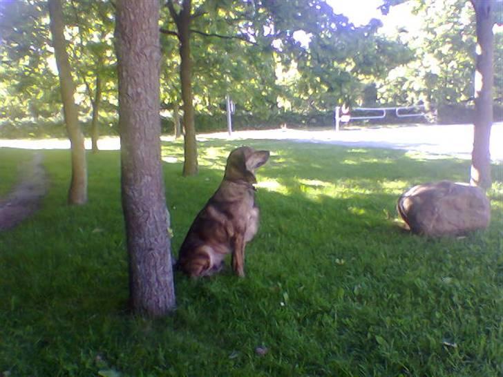 Blanding af racer Tiger billede 14