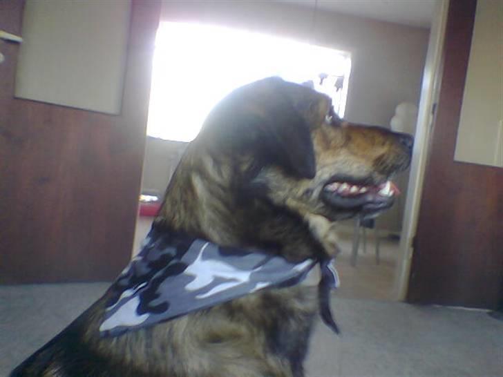 Blanding af racer Tiger billede 15