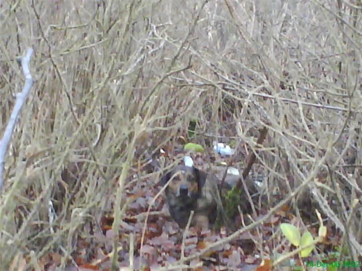 Blanding af racer Tiger billede 16