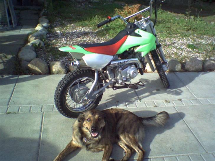 Blanding af racer Tiger billede 17