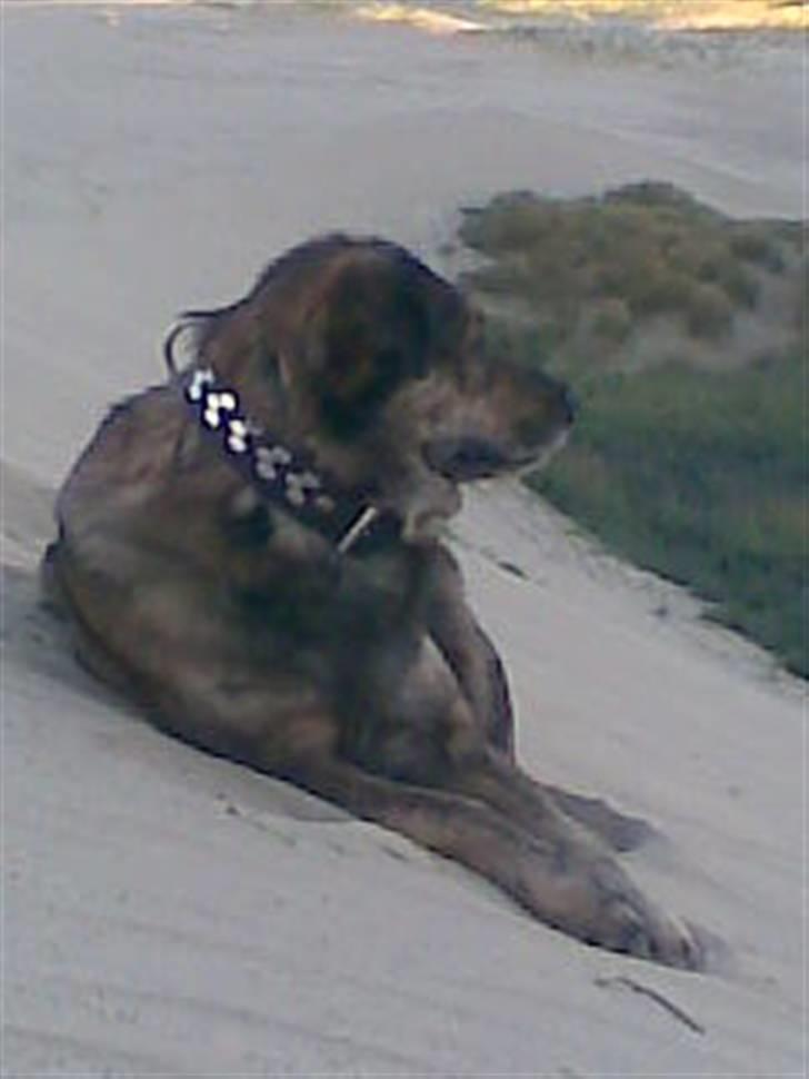 Blanding af racer Tiger billede 18