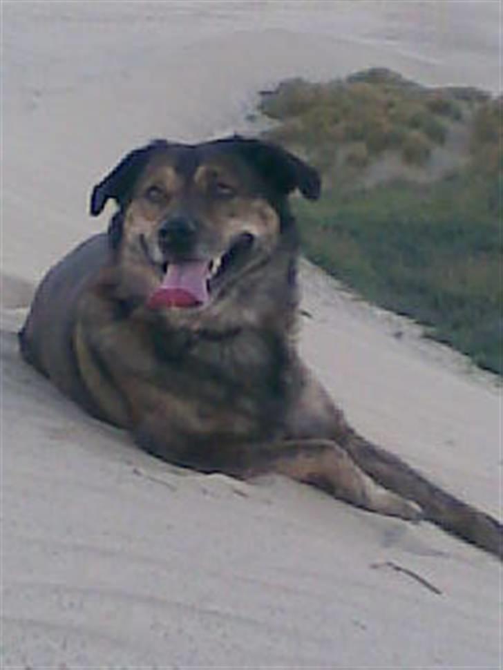 Blanding af racer Tiger billede 19