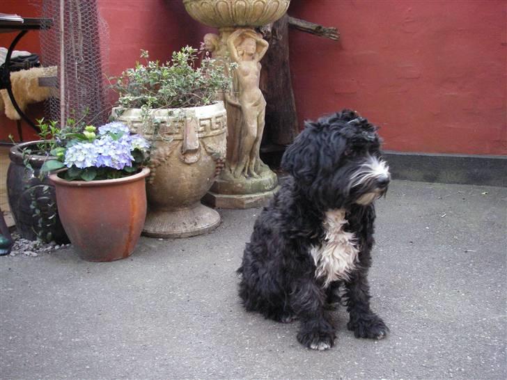 Tibetansk terrier Fie billede 19
