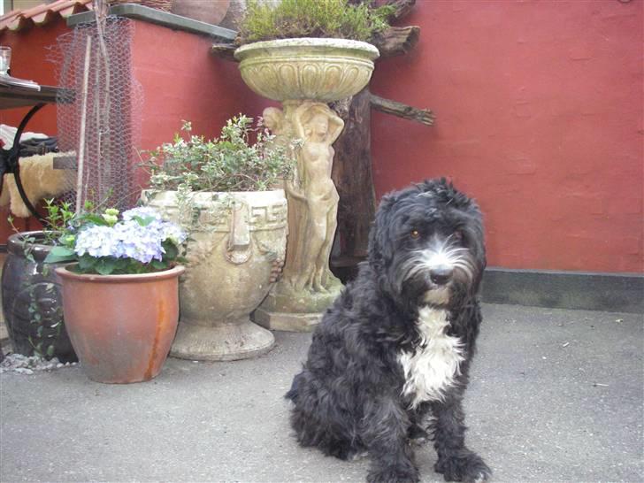 Tibetansk terrier Fie billede 20