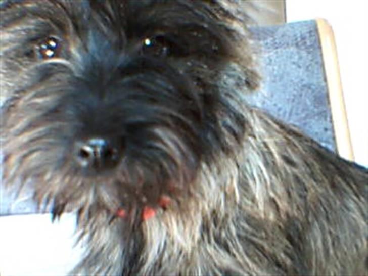 Cairn terrier Minnie billede 9