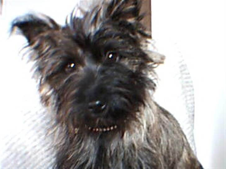 Cairn terrier Minnie billede 10