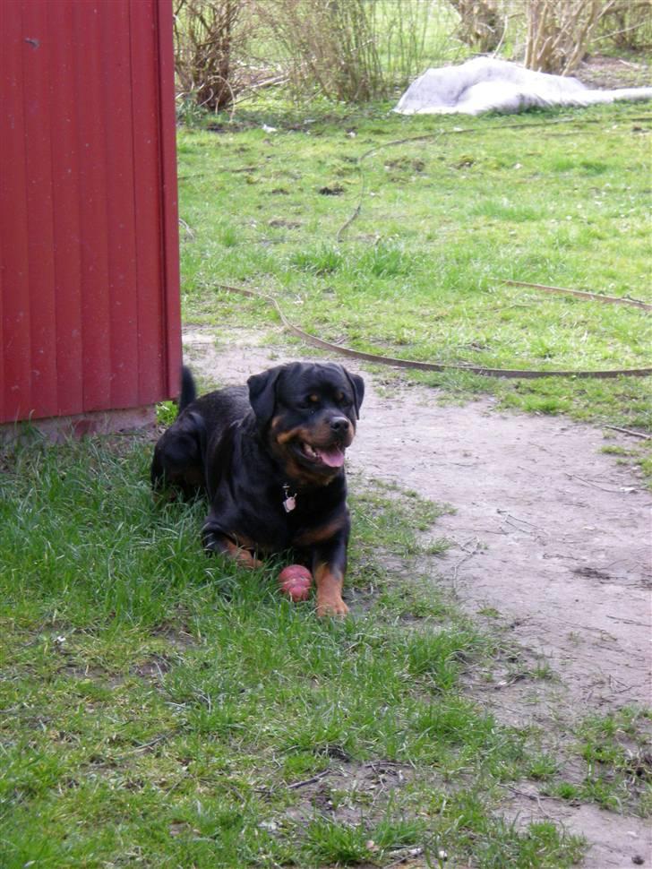 Rottweiler Bamse billede 12