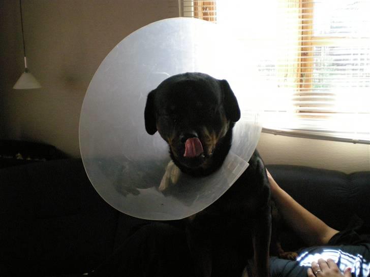 Rottweiler Bamse - se jeg har fået skræm på billede 13