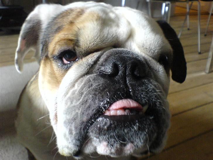 Engelsk bulldog Carlos billede 2