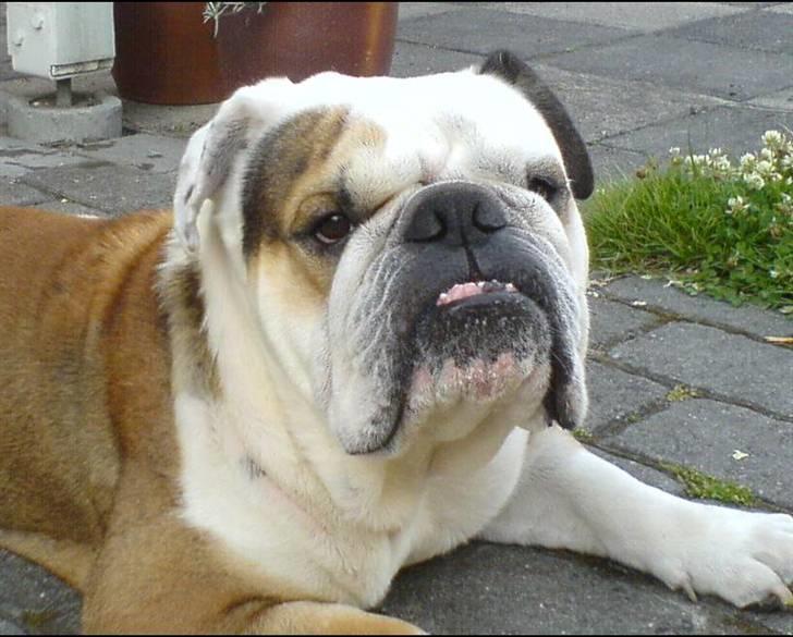 Engelsk bulldog Carlos billede 3