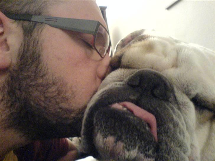 Engelsk bulldog Carlos billede 4