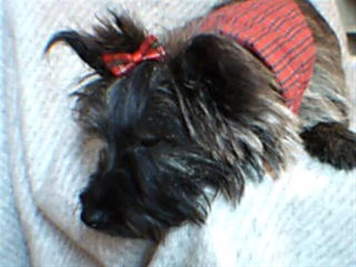 Cairn terrier Minnie billede 11