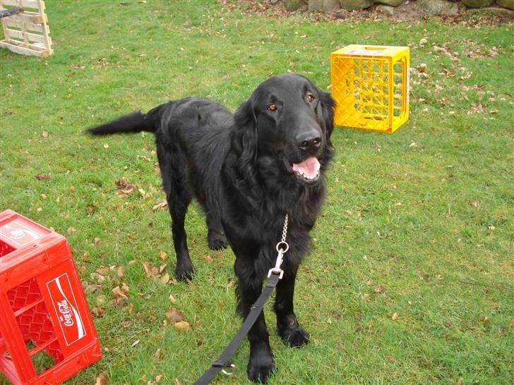 Flat coated retriever Samson billede 16