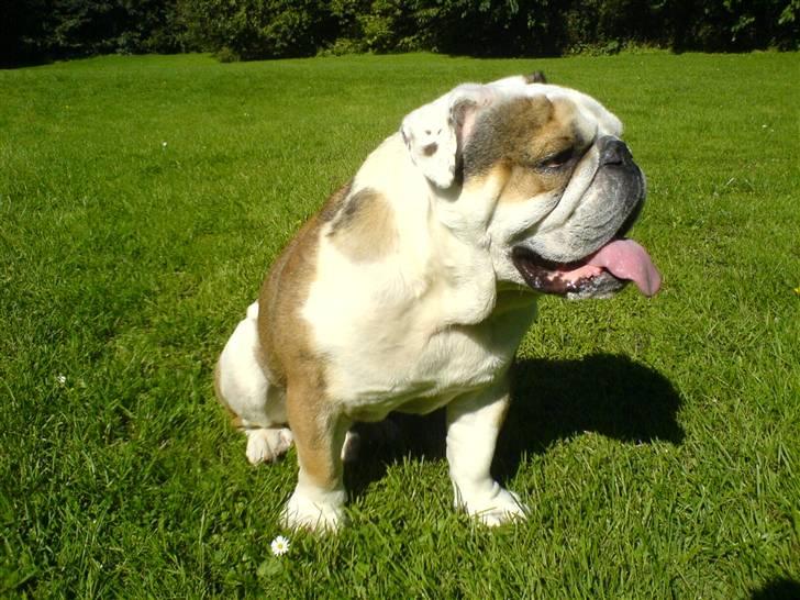 Engelsk bulldog Carlos billede 6