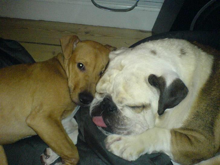 Engelsk bulldog Carlos billede 7