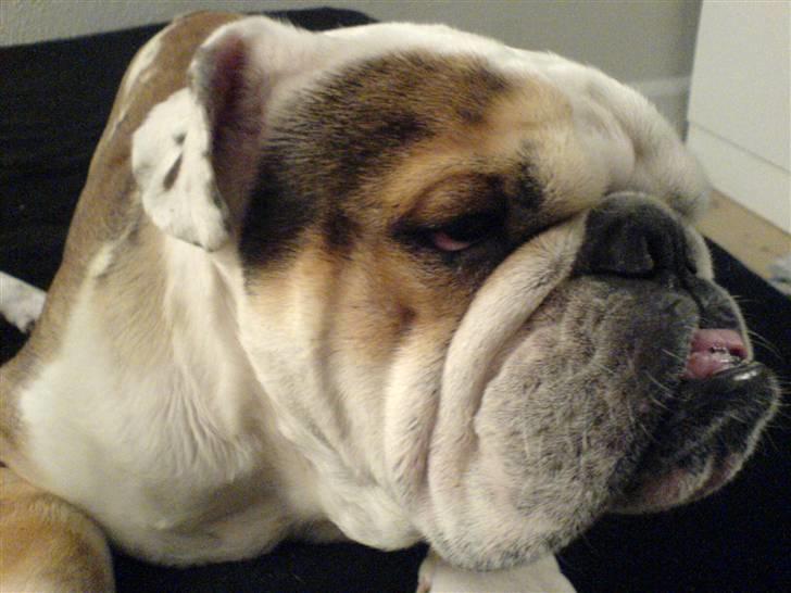 Engelsk bulldog Carlos billede 8