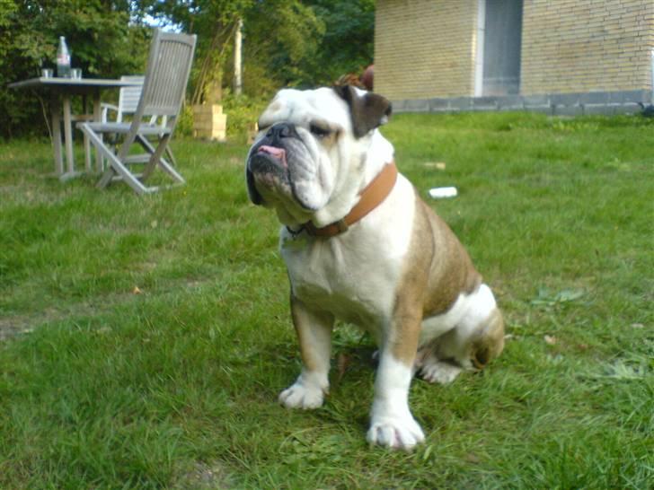 Engelsk bulldog Carlos billede 9