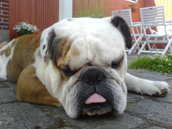 Engelsk bulldog Carlos billede 10