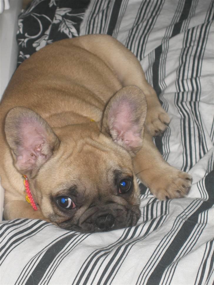 Fransk bulldog Coco Chanel - Jeg er kun LIDT fræk nu moar......!  billede 7