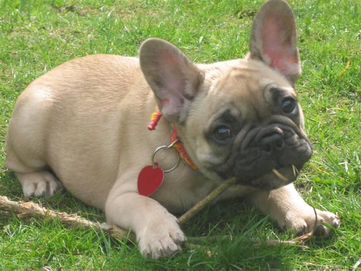 Fransk bulldog Coco Chanel - Har ik tid nuuuu.... billede 8