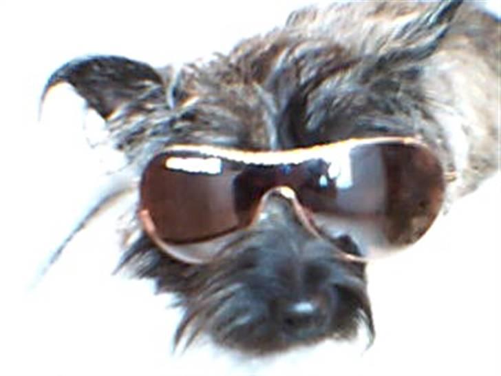 Cairn terrier Minnie billede 12