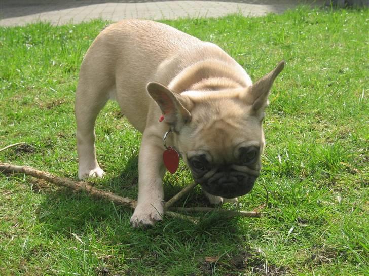 Fransk bulldog Coco Chanel - Hm - så går jeg bare... OG jeg ta´r MIN pind med mig.... billede 9