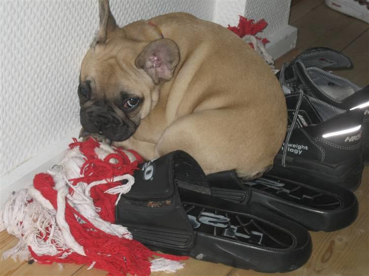 Fransk bulldog Coco Chanel - Er såååå træt nu.... billede 10