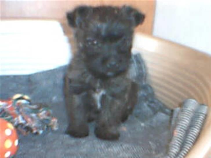 Cairn terrier Minnie billede 13