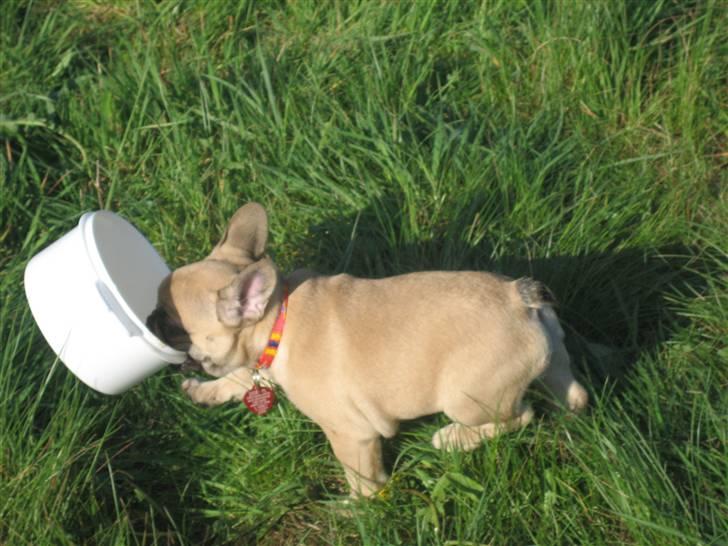 Fransk bulldog Coco Chanel - Hihiiiii det er miiiiiiiin.... :o) billede 11