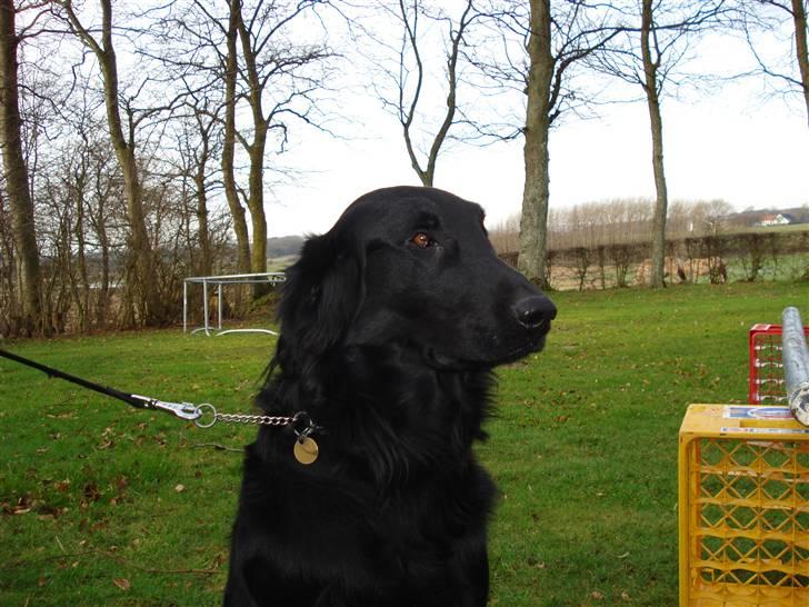 Flat coated retriever Samson billede 18
