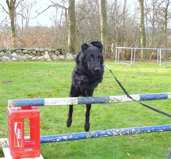 Flat coated retriever Samson billede 19