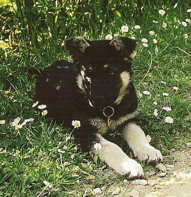 Schæferhund Rex (Død) billede 13