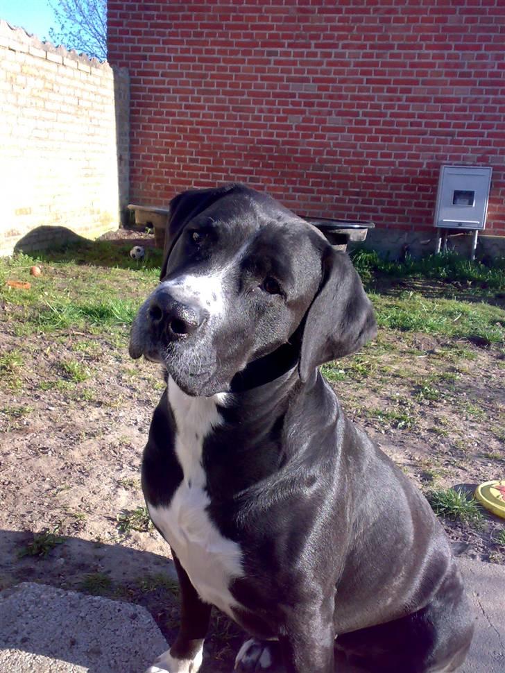 Blanding af racer Naja - Hvaaa mor ? Er jeg ikke bare sød ??     Naja d. 21/4-08 billede 5