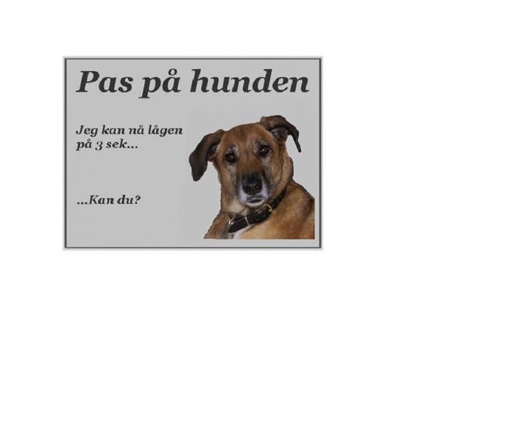 Blanding af racer Freya (tyrkiet) - Pas på hunden... billede 11