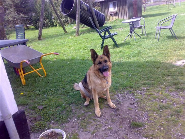 Schæferhund freja <"33 - hei alle sammen... jeg er Freja billede 1