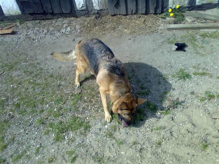 Schæferhund freja <"33 - et legetøj billede 2